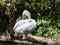 Dalmatian pelican, Pelecanus crispus, sits on a trunk, adjusting its feathers with its beak