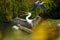 Dalmatian pelican Pelecanus crispus standing on the branch with open beak. The great pelican with e with its open beak