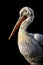 Dalmatian Pelican Portrait