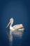 Dalmatian pelican in profile on calm lake