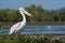 Dalmatian Pelican resting