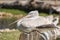 Dalmatian Pelican resting on a tree trunk.