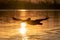 Dalmatian pelican silhouetted above lake at dawn
