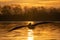 Dalmatian pelican silhouetted above lake at sunrise