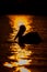 Dalmatian pelican silhouetted by sun in water