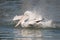 Dalmatian Pelican splashing around in water.