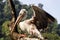 Dalmatian pelican spread wings