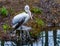 Dalmatian pelican standing on a tree stump at the river side, Water bird from europe