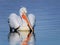 Dalmatian pelican swimming