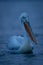 Dalmatian pelican swimming across lake at dawn