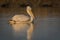 Dalmatian pelican swimming in lake water and catching fishes