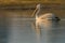 Dalmatian pelican swimming in lake water and catching fishes