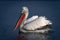 Dalmatian pelican swims across lake in profile