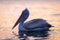 Dalmatian pelican swims in lake at dawn