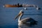 Dalmatian pelican swims in lake near boat