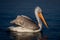 Dalmatian pelican swims on lake in profile