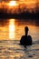 Dalmatian pelican swims on lake at sunrise