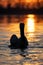 Dalmatian pelican swims on water at sunrise