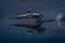 Dalmatian pelican takes off bounding over lake