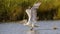 Dalmatian Pelican Taking Off