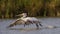 Dalmatian Pelican Taking Off