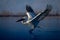 Dalmatian pelican taking off on calm lake