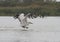 Dalmatian Pelican taking off from wate.