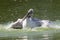 Dalmatian pelican washing itself in a pond