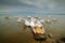 Dalmatian pelicans with fish, in Lake Kerkini, Greece. Palican with open wing, hunting animal. Wildlife scene from Europe nature.