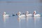 Dalmatian Pelicans Flock