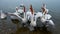 Dalmatian pelicans / long exposure