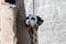 Dalmatian pet dog licking for treats from owner