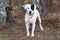 Dalmatian Pointer mixed breed dog outside on leash