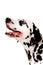 Dalmatian portrait.