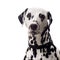 Dalmatian portrait.