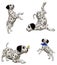 Dalmatian puppies 2