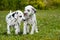 Dalmatian puppies