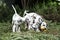 Dalmatian puppies playing in the garden