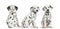 Dalmatian puppies sitting in different positions