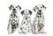 Dalmatian puppies sitting together,