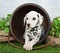 Dalmatian Puppy