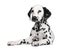 Dalmatian puppy