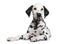 Dalmatian puppy