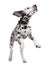 Dalmatian puppy