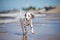 Dalmatian puppy on the beach