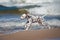 Dalmatian puppy on the beach