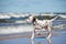 Dalmatian puppy on the beach