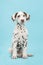 Dalmatian puppy in blue