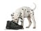 Dalmatian puppy chewing a shoe