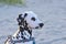 A dalmatian puppy dog